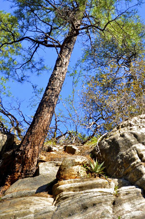 Telephone Trail  Image 2